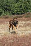 MALINOIS 031